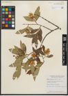 Foto von Salix serissima (L. H. Bailey) Fern.